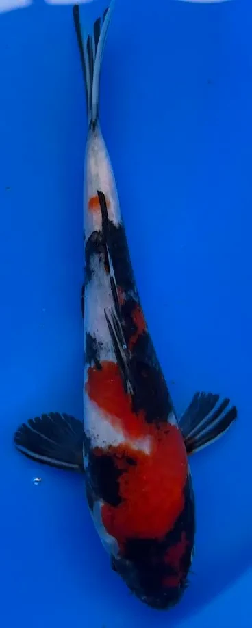 18cm Japanese Imported Showa - Miyatora - QT6 - 11
