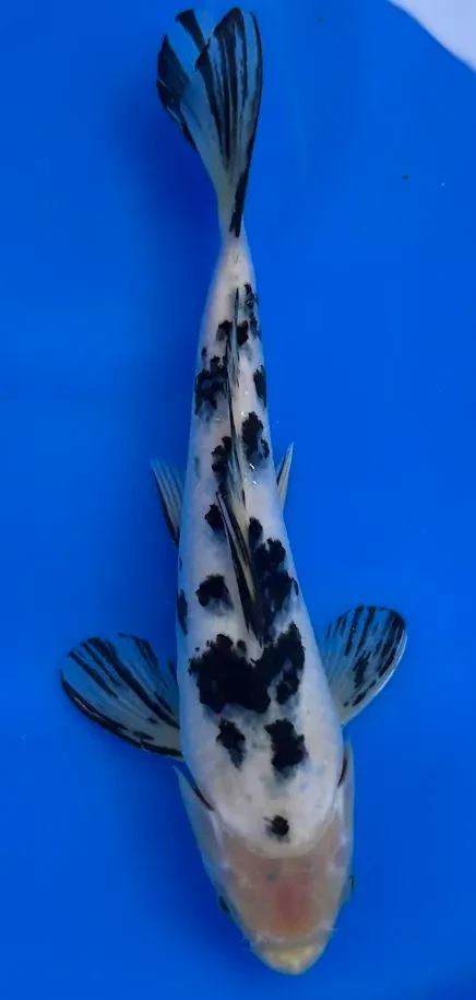 20cm Japanese Imported Bekko - Miyatora - QT6 - 9