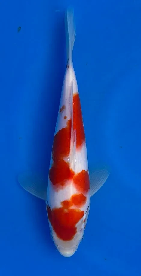 20cm Japanese Imported Kohaku - Miyatora - QT6 - 8