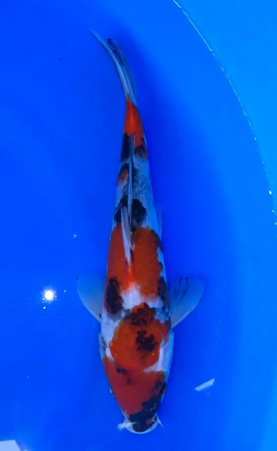 25cm Japanese Imported Showa - Miyatora - QT6 - 1