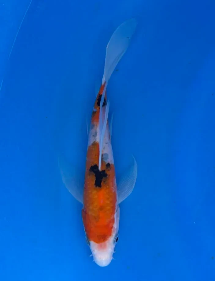 19cm Japanese Imported Koi Sanke Butterfly - Yamasan - QT3 - 41