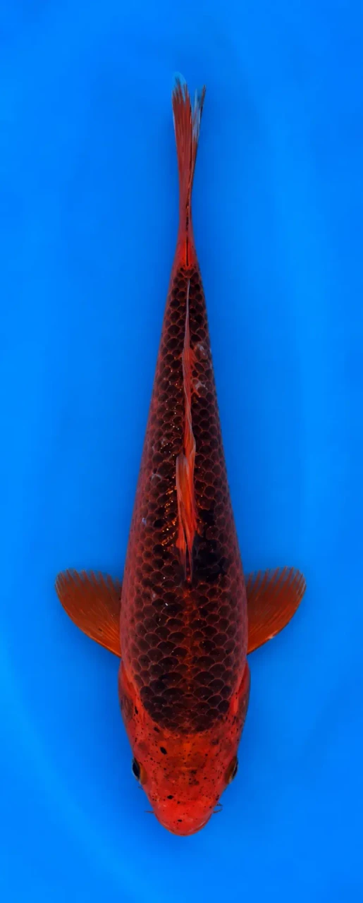 24cm Live Japanese Imported Aka Matsuba - Marusei - QT4 - 5