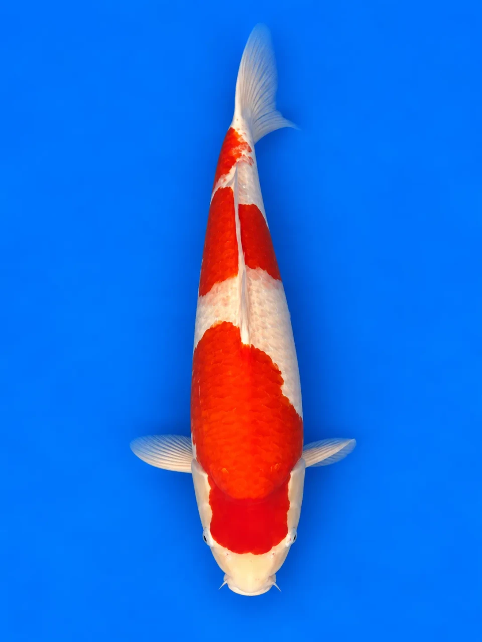 53cm Japanese Imported Kohaku - Sakai - PGH4 - 22