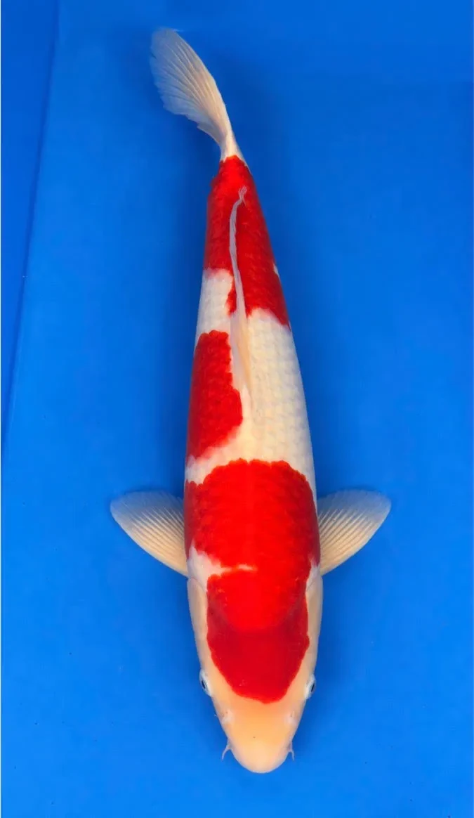 53cm Japanese Imported Kohaku - Sakai - PGH4 - 11