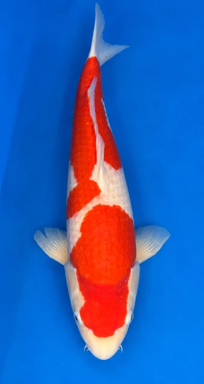 57cm Japanese Imported Kohaku - Sakai - PGH4 - 10