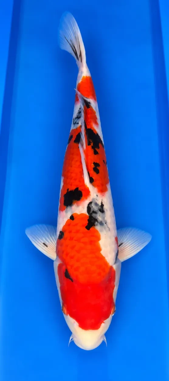 55cm Japanese Imported Sanke - Sakai - PGH4 - 8