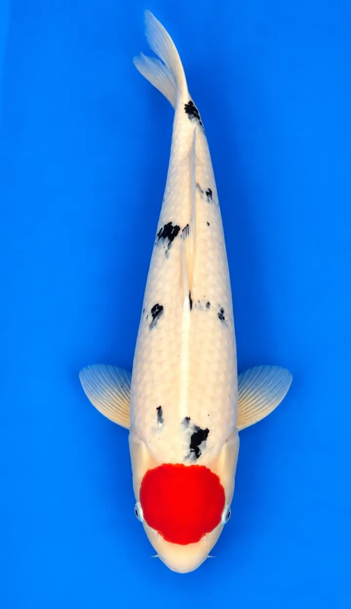 56cm Japanese Imported Tancho Sanke - Dainichi - ICF2 - 16