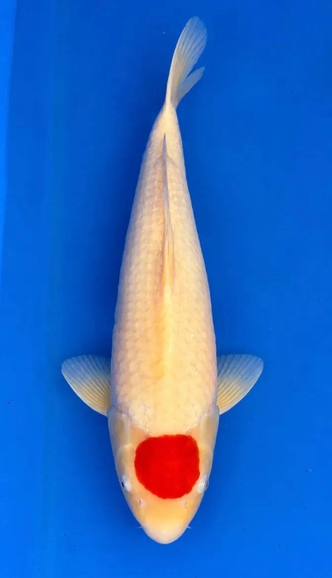 56cm Japanese Imported Tancho Kohaku - Dainichi - ICF2 - 9