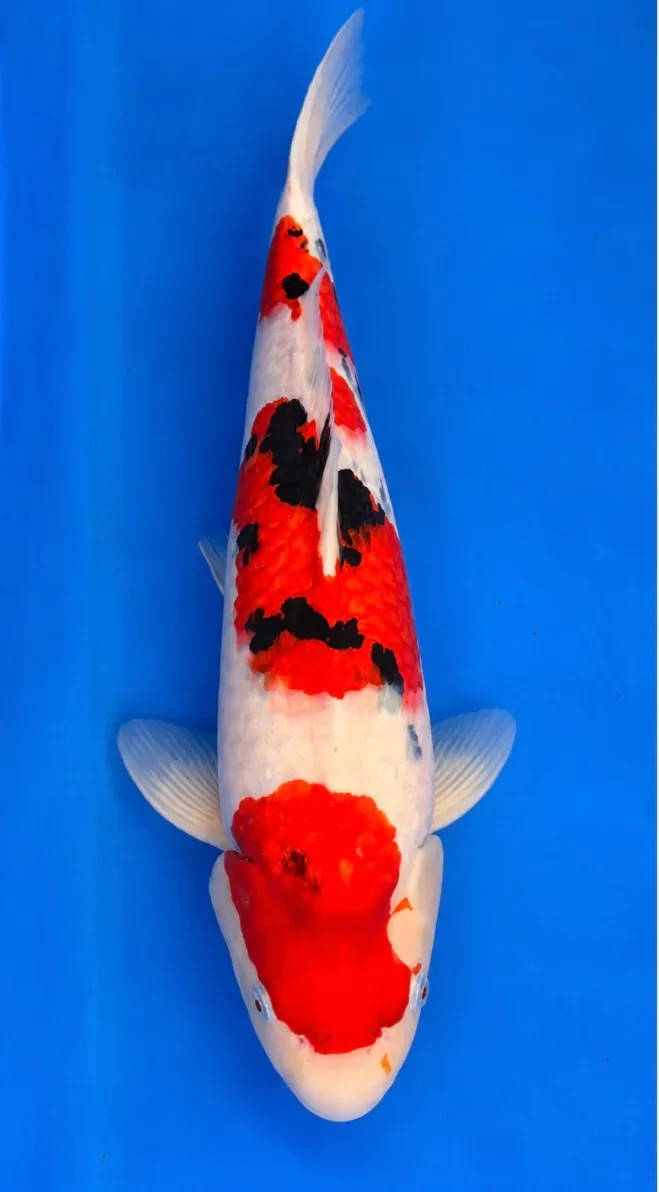 55cm Japanese Imported Sanke - Dainichi - ICF2 - 8