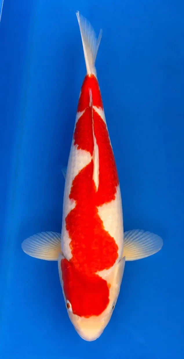53cm Japanese Imported Kohaku - Dainichi - ICF2 - 7