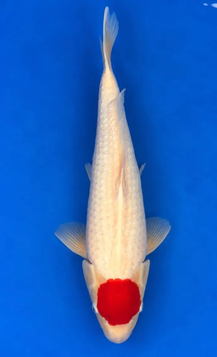 56cm Japanese Imported Tancho Kohaku - Dainichi - ICF2 - 3