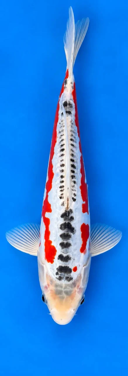 26cm Japanese Imported Shusui - Marusei - QT4 - 18