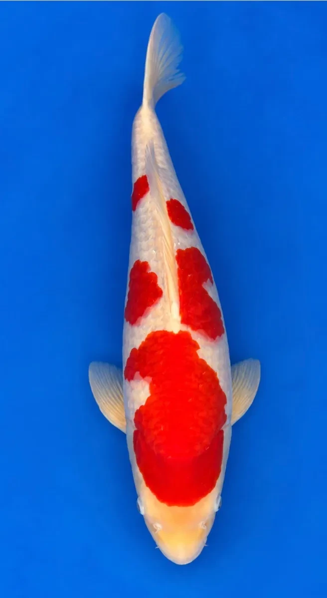 54cm Japanese Imported Kohaku - Dainichi - ICF2 - 1