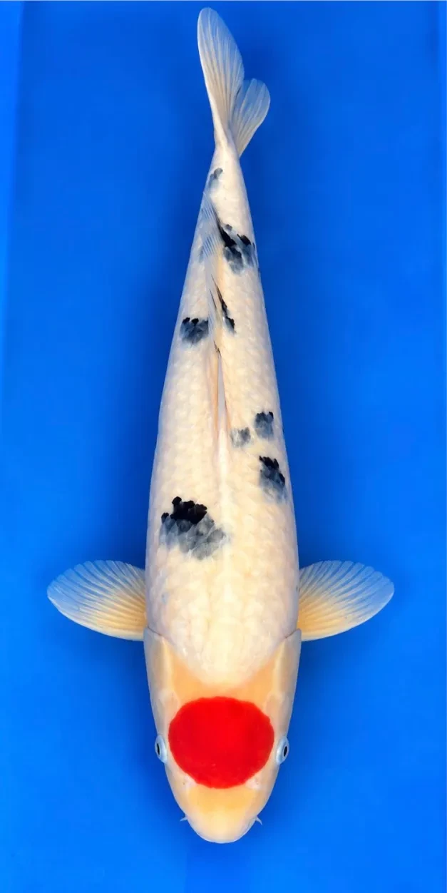 55cm Japanese Imported Tancho Sanke - Dainichi - ICF2 - 32
