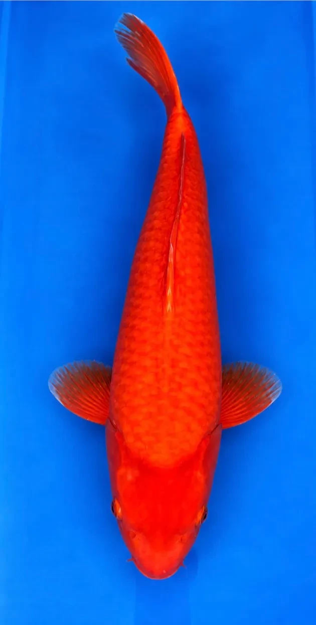 51cm Japanese Imported Benigoi - Dainichi - ICF2 - 34