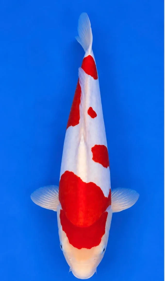46cm Japanese Imported Koi Doitsu Kohaku - Marushin - A4 - 1
