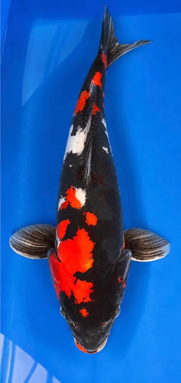 55cm Japanese Imported Koi Doitsu Showa - Shinoda - A4 - 4