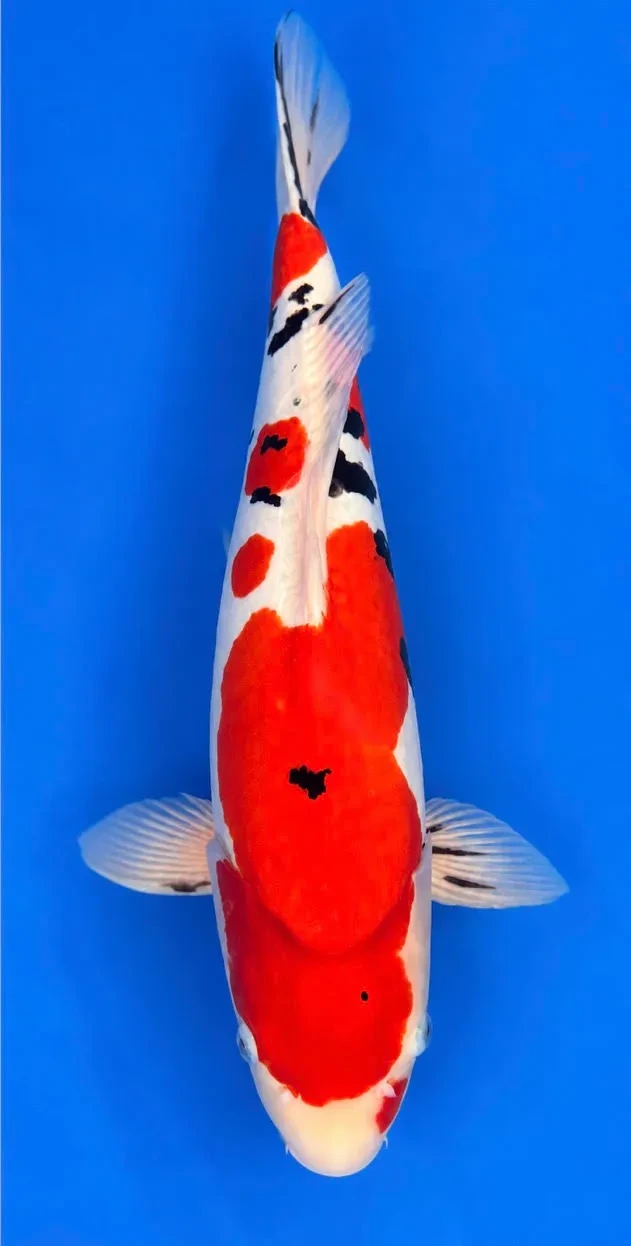 55cm Japanese Imported Koi Doitsu Sanke - Shinoda - A4 - 5