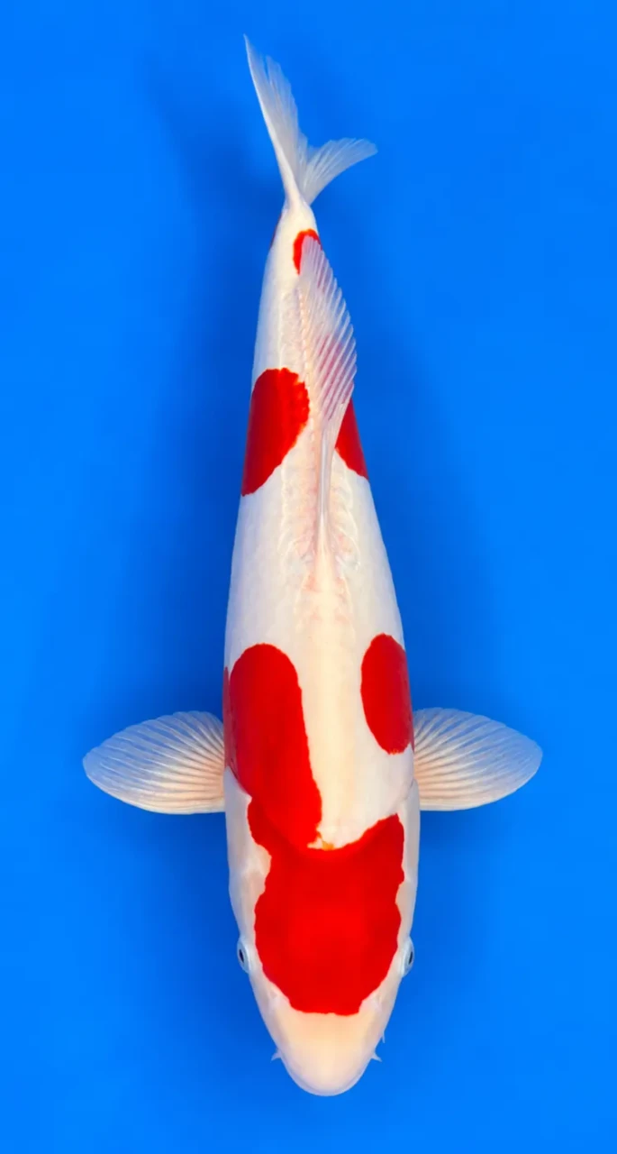 51cm Japanese Imported Koi Doitsu Kohaku - Shinoda - A4 - 9
