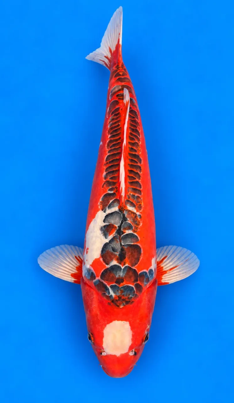 70cm Japanese Imported Maruten Shusui - Marusei - A1 - 1