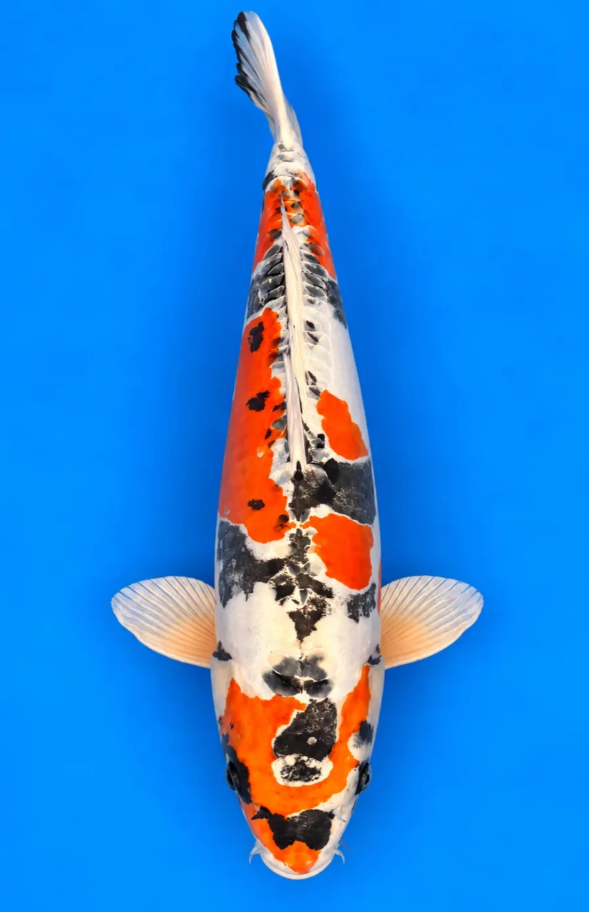 57cm Japanese Imported Beni Kikokuryu - Ikarashi Ozumi - A1 - 2