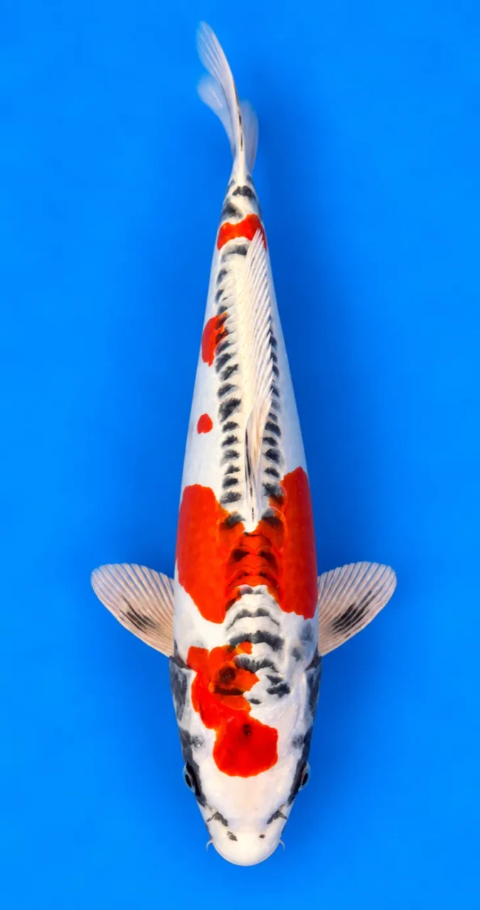 46cm Japanese Imported Beni Kikokuryu - Yamasan - A1 - 3