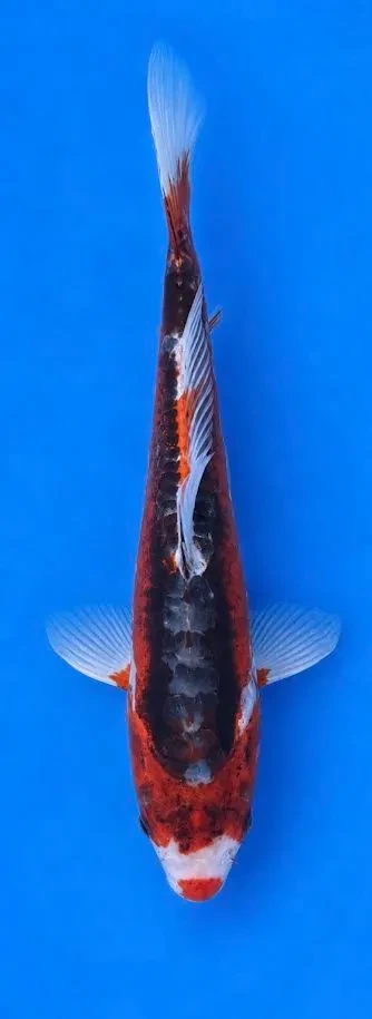 28cm Japanese Imported Koi Shusui - Marusei - QT5 - 3