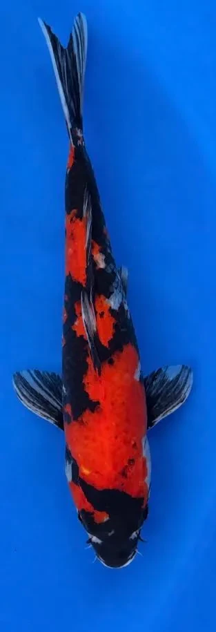 31cm Japanese Imported Koi Showa - Marusei - QT5 - 11