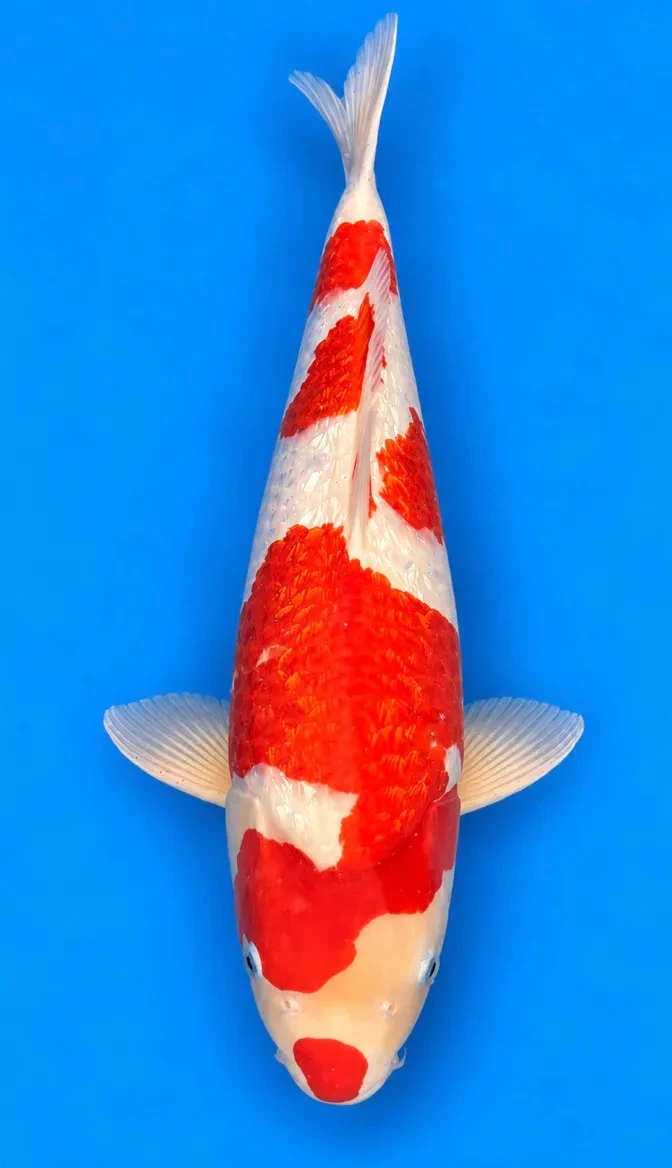 54cm Japanese Imported Ginrin Kohaku - Ikarashi Ozumi - A1 - 50