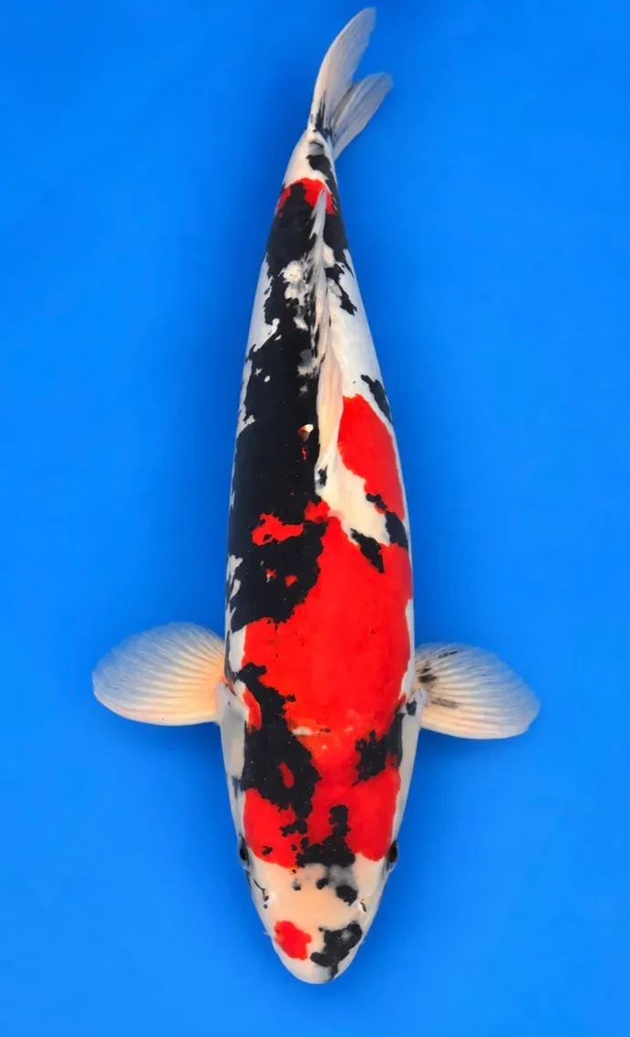 59cm Japanese Imported Doitsu Showa - Hiroi - A1 - 48