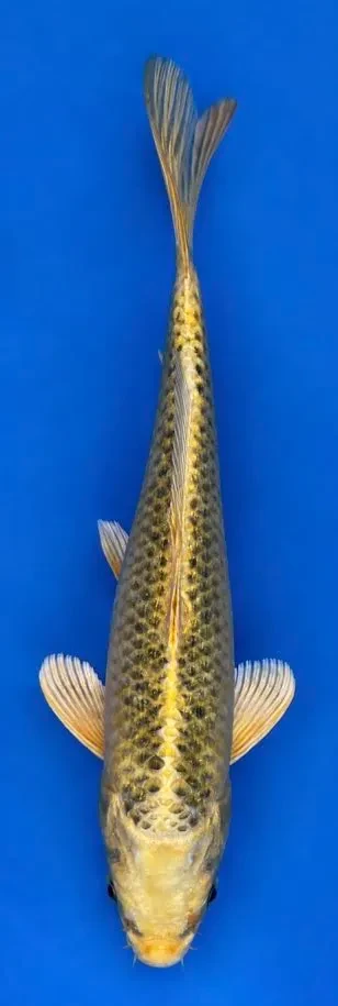 27cm Japanese Imported Koi Ki Matsuba - Marusei - QT5 - 13