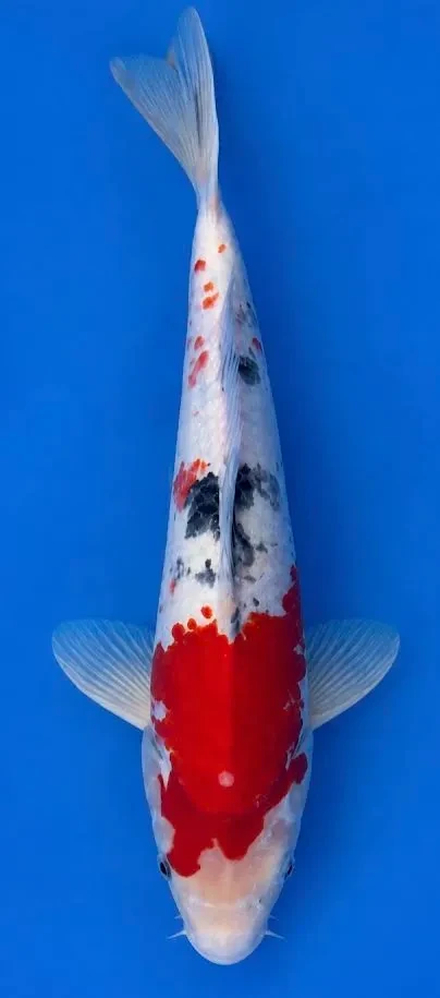 35cm Japanese Imported Koi Sanke - Marusei - QT5 - 15