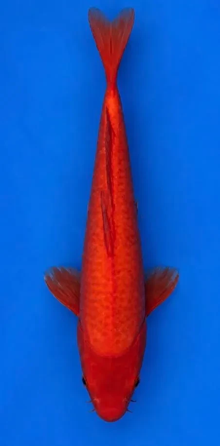 30cm Japanese Imported Koi Benigoi - Marusei - QT5 - 16
