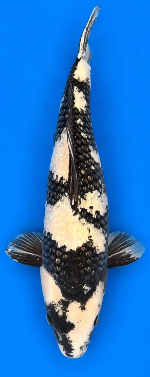 54cm Japanese Imported Ginrin Shiro Utsuri - Marusei - A1 - 8