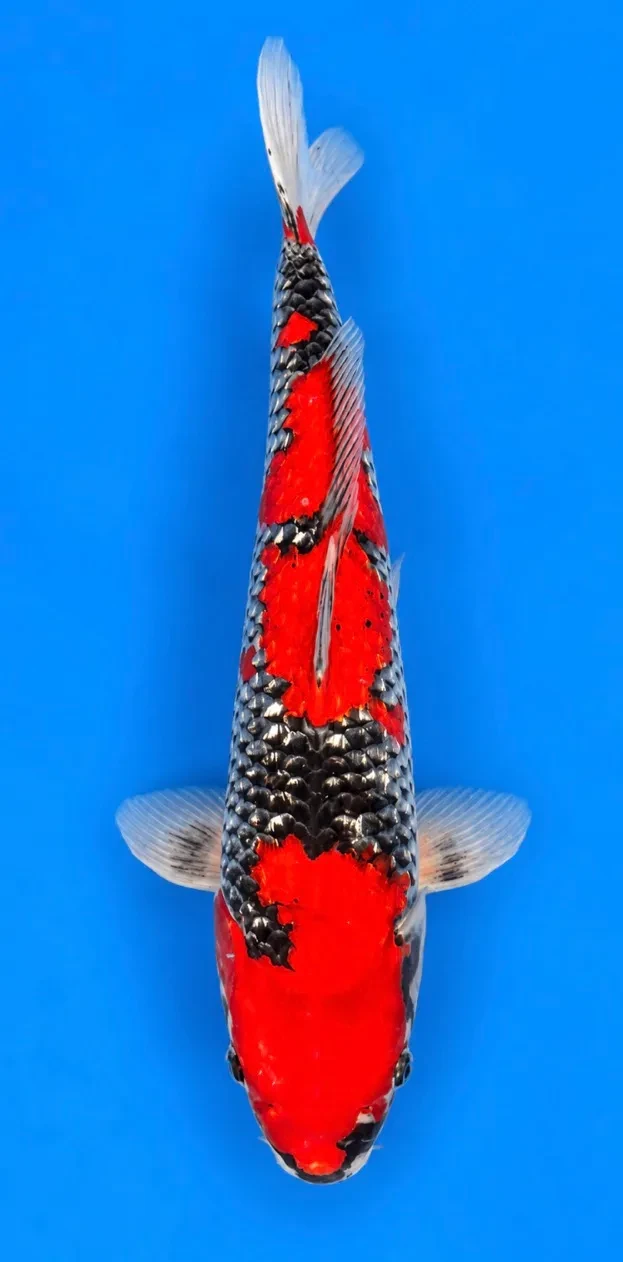 46cm Japanese Imported Ginrin Goshiki - Marusei - A1 - 10