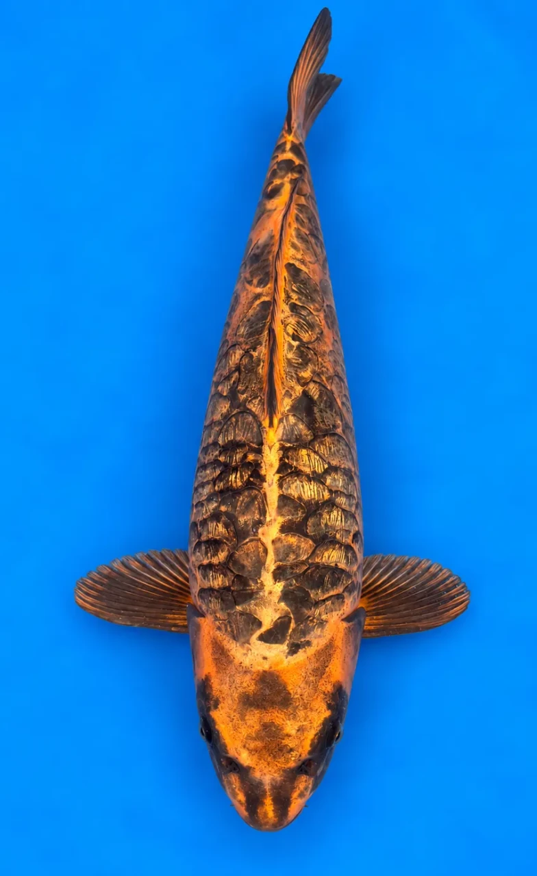 51cm Japanese Imported Aragoke - Marusen Kobayashi - A1 - 49