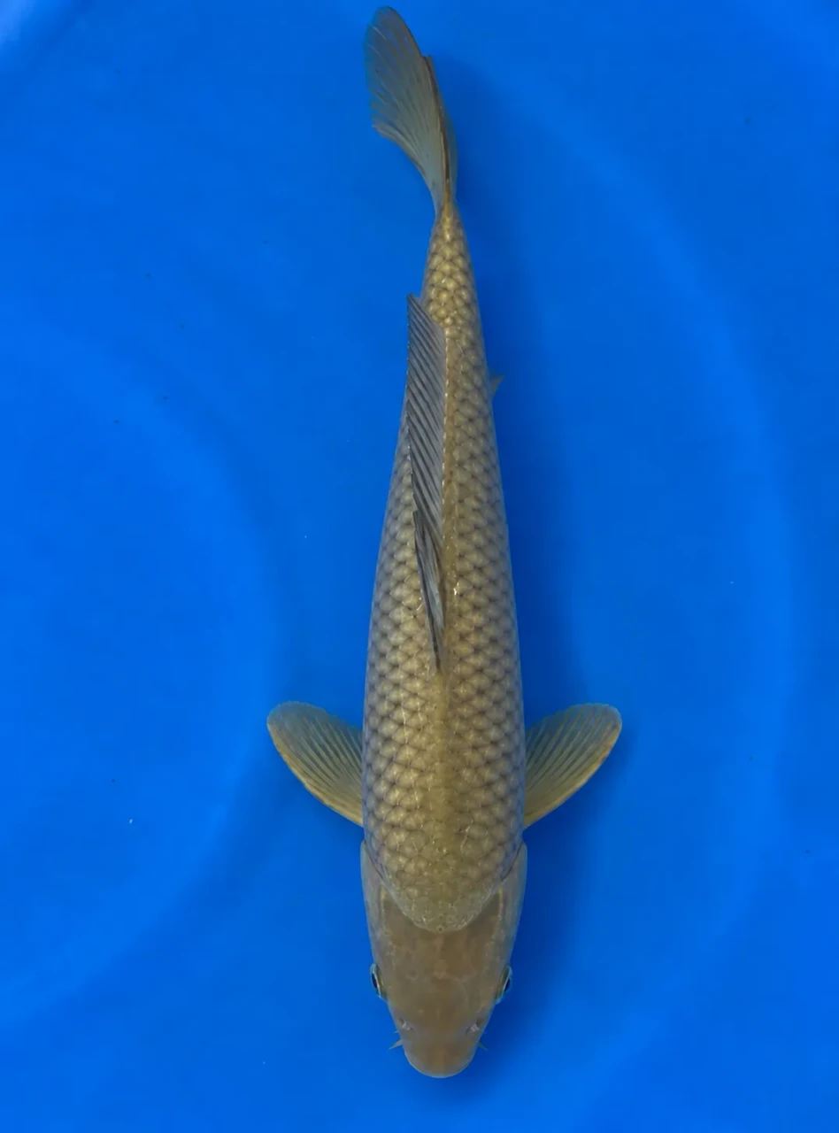 39cm Japanese Imported Koi Chagoi - Marusie - QT5 - 40