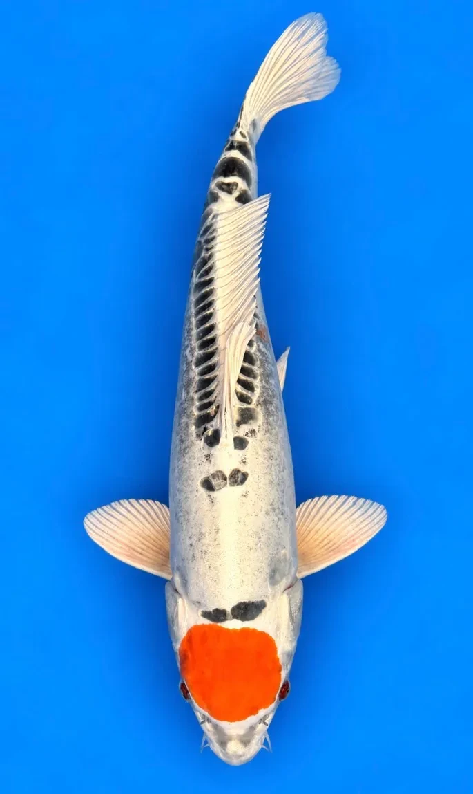 54cm Japanese Imported Tancho Kikokuryu - Ikarashi Ozumi - A1 - 13