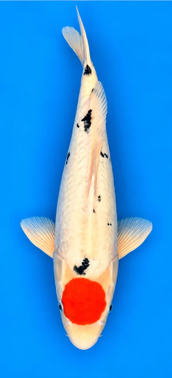 56cm Japanese Imported Doitsu Tancho Sanke - Hiroi - A1 - 16