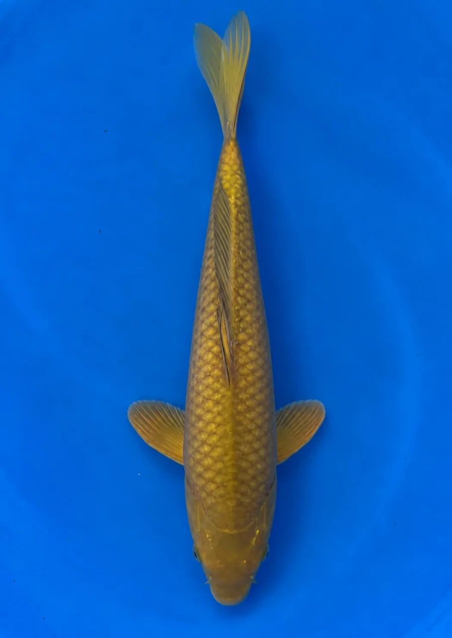 37cm Japanese Imported Koi Chagoi - Marusie - QT5 - 39