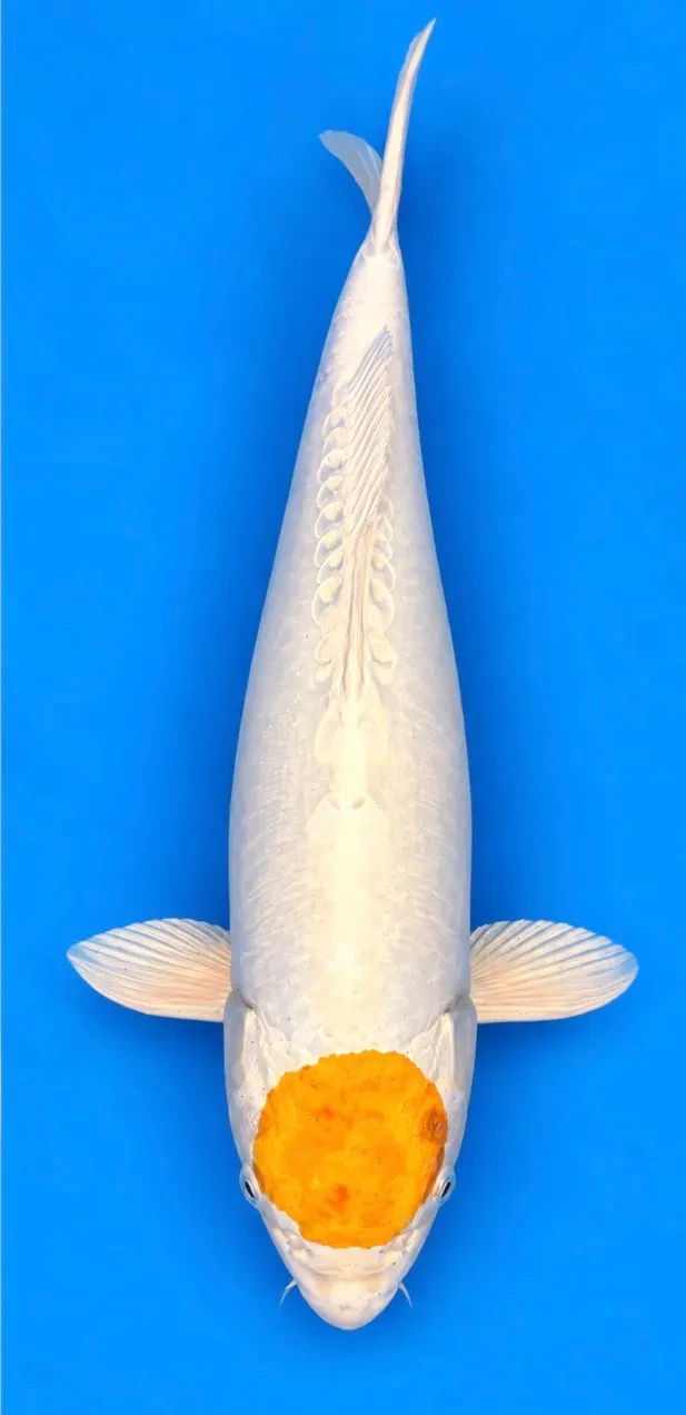 59cm Japanese Imported Tancho Hariwake - Koda - A1 - 19