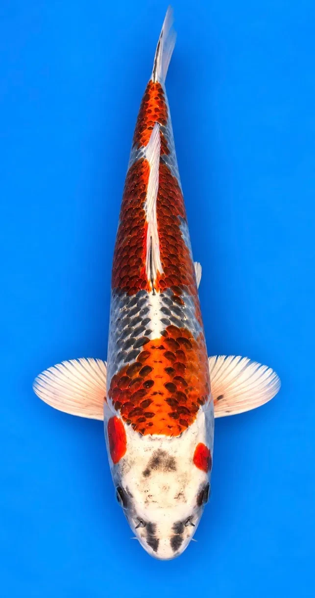 42cm Japanese Imported Kujaku - Kaneko - A1 - 22