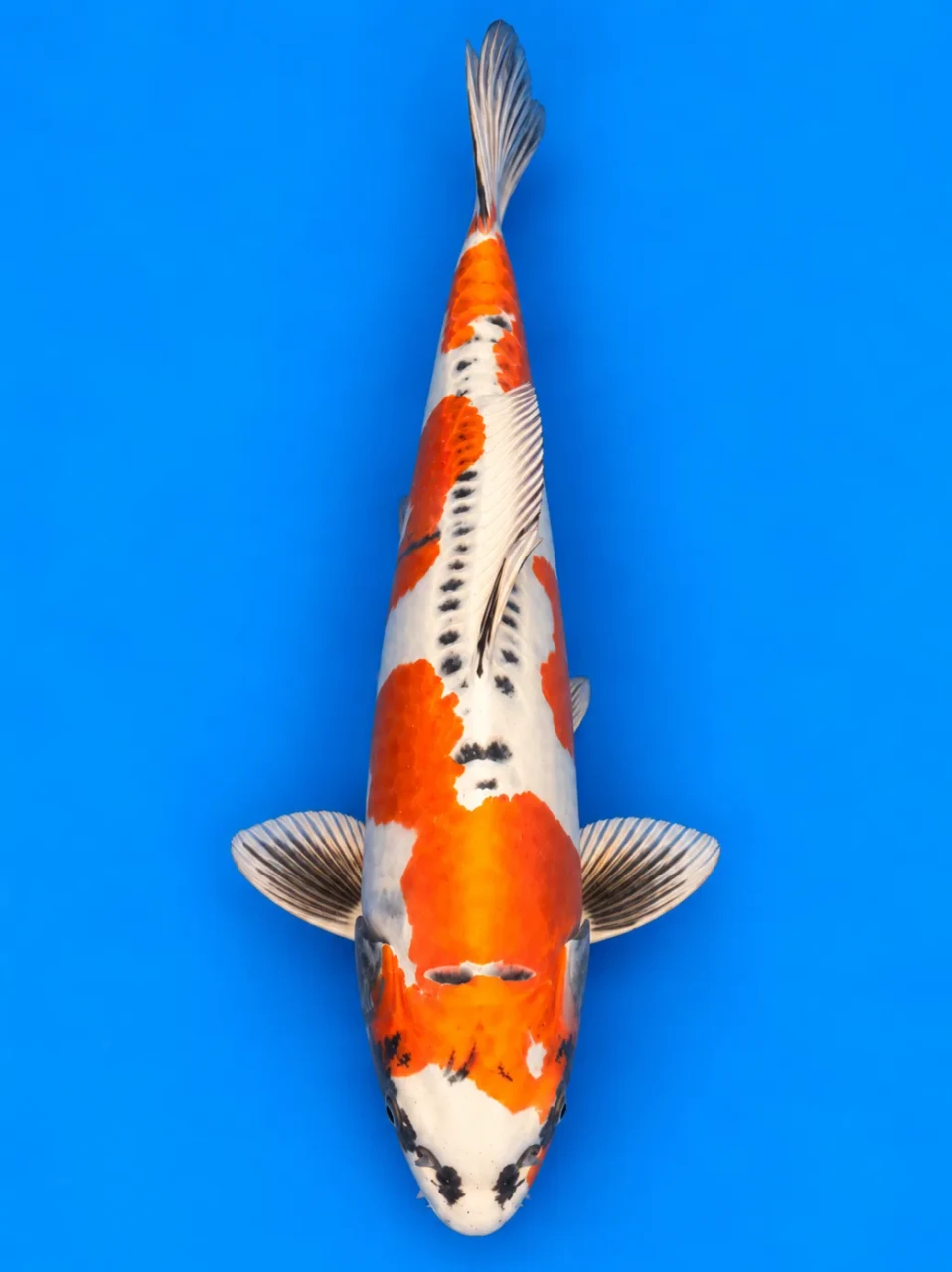 49cm Japanese Imported Beni Kikokuryu - Kaneko - A1 - 24