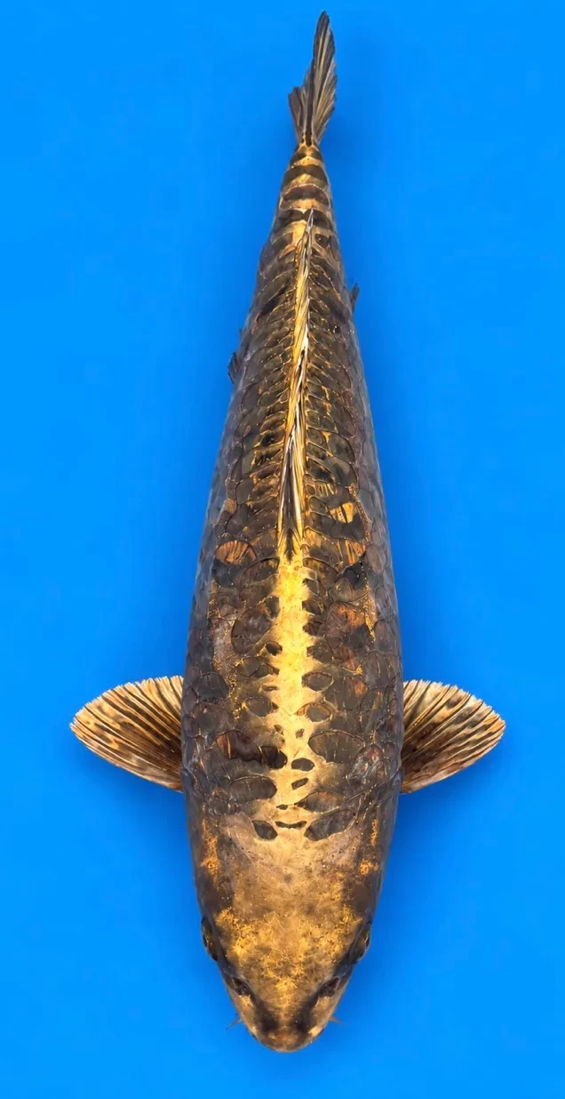 63cm Japanese Imported Aragoke - Marusen Kobayashi - A1 - 35