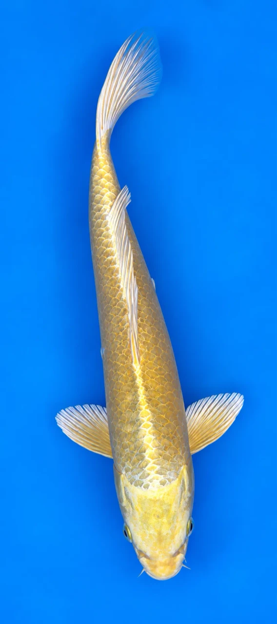 30cm Japanese Imported Koi Yamabuki - Marusei - QT5 - 26