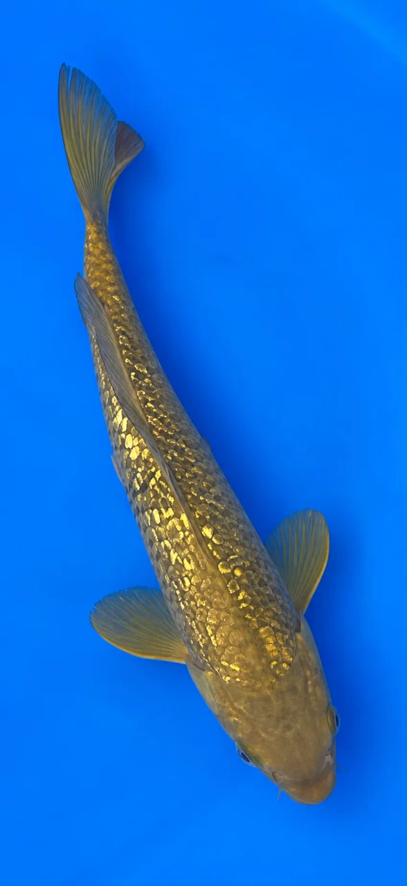 34cm Japanese Imported Koi Ginrin Chagoi - Marusei - QT5 - 29