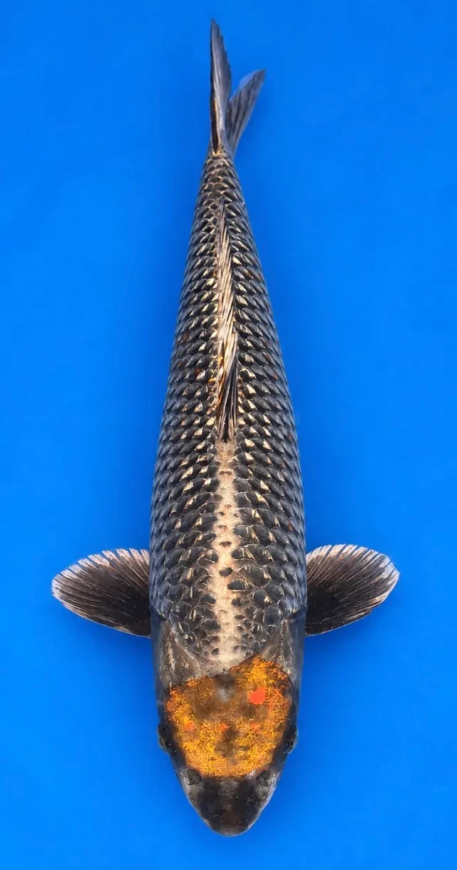56cm Japanese Imported Tancho Beni Ginga - Ikarashi Ozumi - A1 - 41