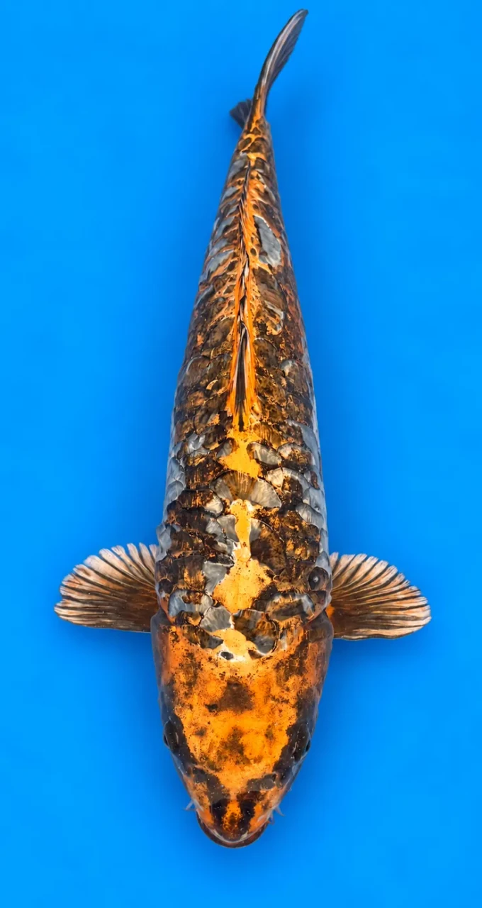 61cm Japanese Imported Aragoke Beni Kikokuryu - Marusen Kobayashi - A1 - 42
