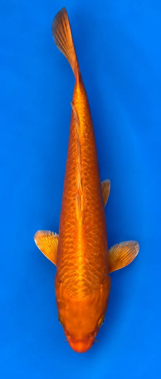 32cm Japanese Imported Koi Ginrin Soragoi - Marusei- QT5 - 33