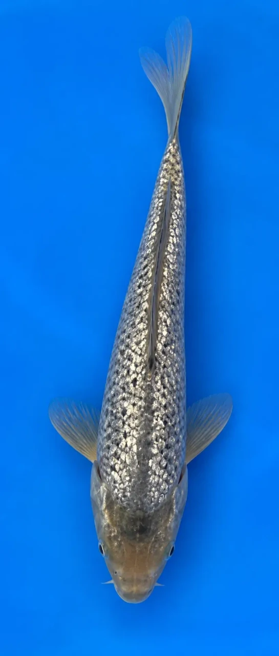 32cm Japanese Imported Koi Orengi Ogon - Marusei - QT5 - 34